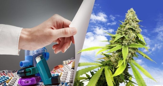 cannabis and asthma