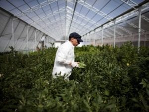 Marijuana grower checking his crop
