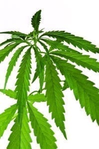 Marijuana leafs