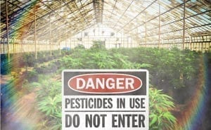 Beware of pesticides on your weed