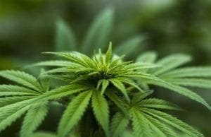 is marijuana a weed