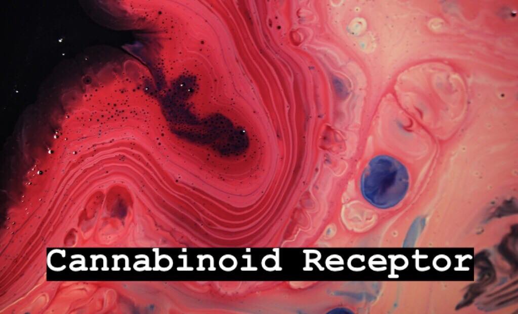 cannabinoid receptor endocannabinoid system