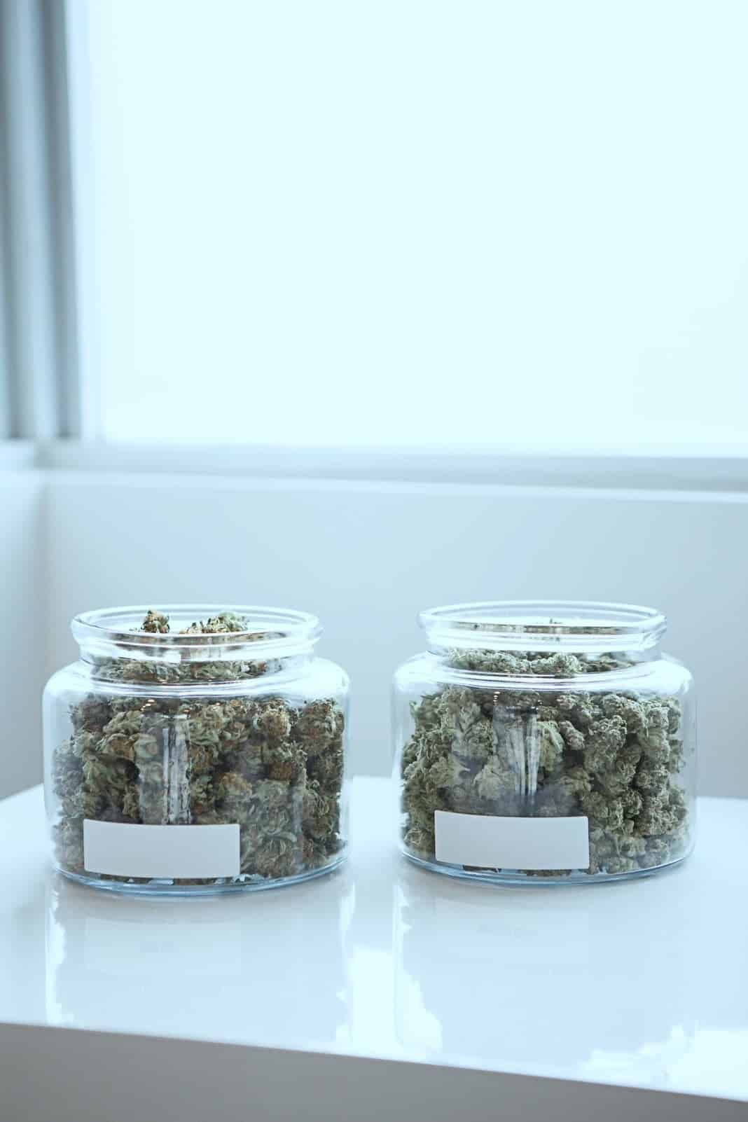weed cannabis marijuana strain