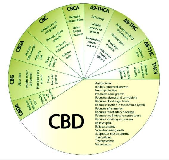 cannabinoid cbd thc benefit