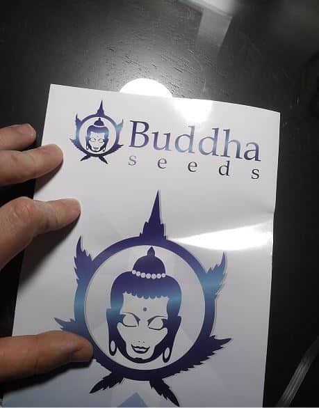 buddha seeds bank autoflowering cannabis spain