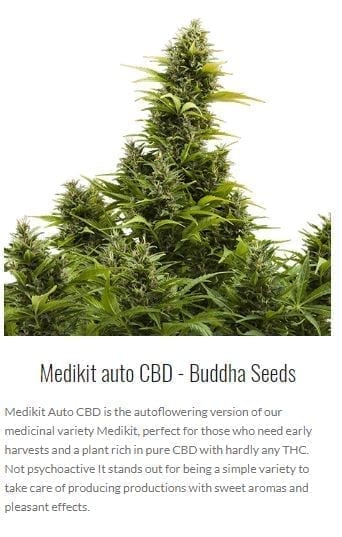 buddha seeds autoflowering cannabis spain