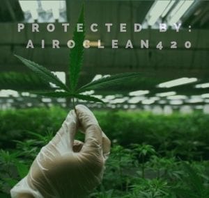 Healthy Cannabis Plant 