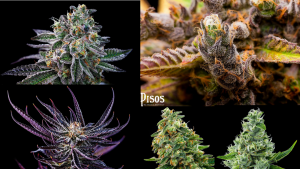 Pisos has 50 strains of flowers and 50 other types of cannabis goods in their menu