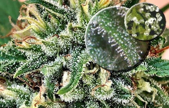trichomes on the surface of a plant