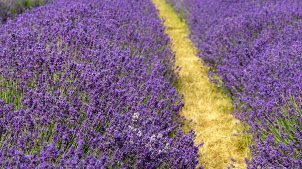 lavender also contains linalool