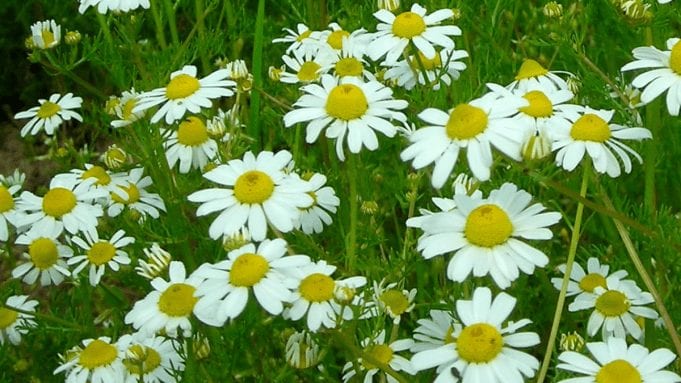 bisabolol is best known from chamomile