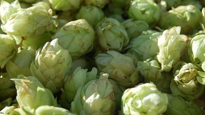 humulene was first discovered in hops