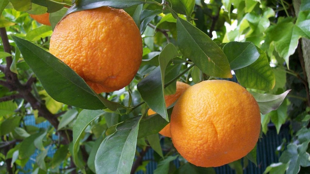 nerolidol is best known from the bitter orange