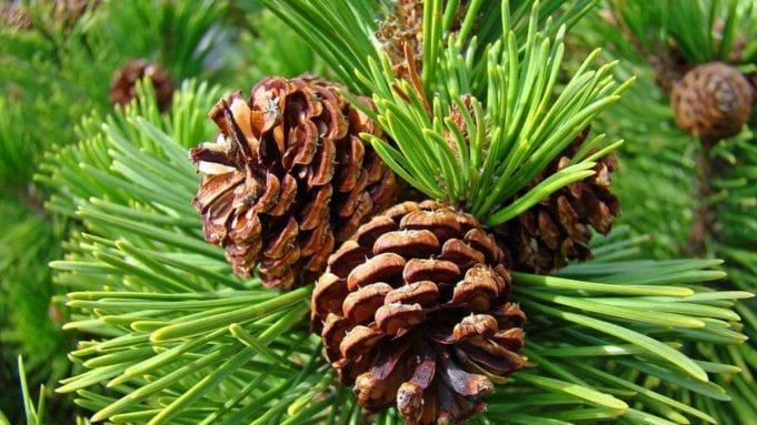 pine trees are rich in pinene