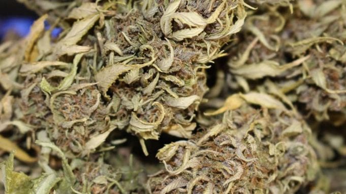 dry cannabis herb