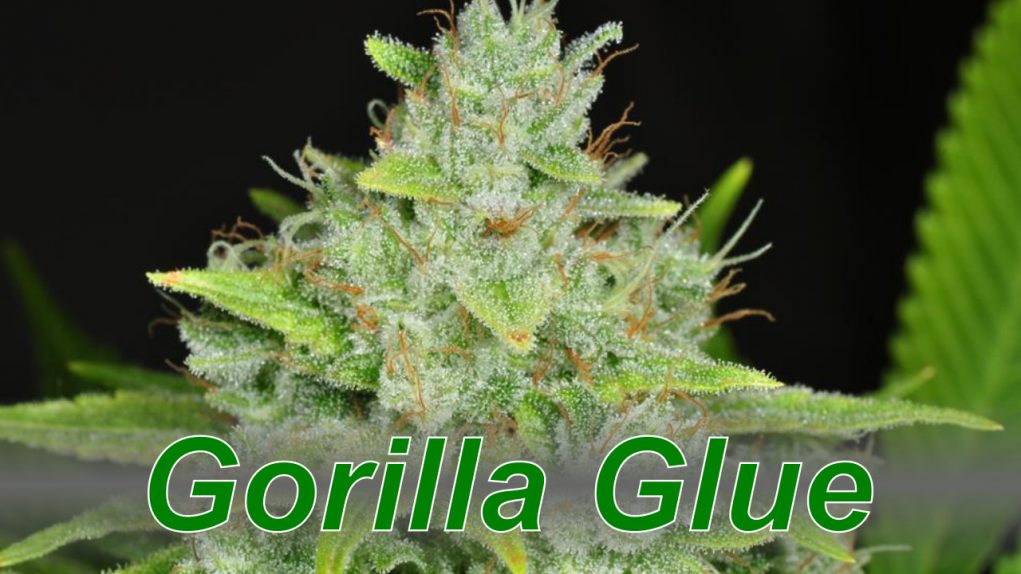 Gorilla Glue - Cannabis Strain - DabConnection