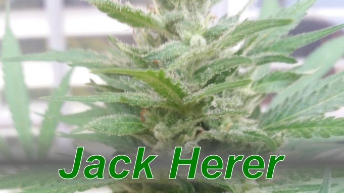 Jack_Herer_cannabis_strain