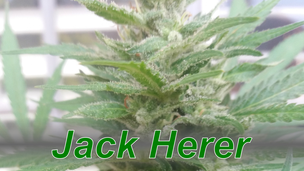 Jack Herer - Cannabis Strain