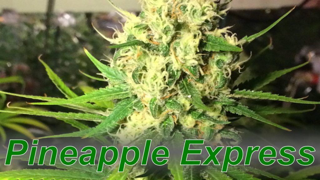Pineapple Express Cannabis Strain DabConnection