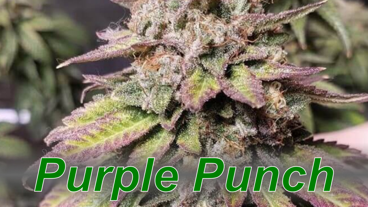 buy purple punch strain
