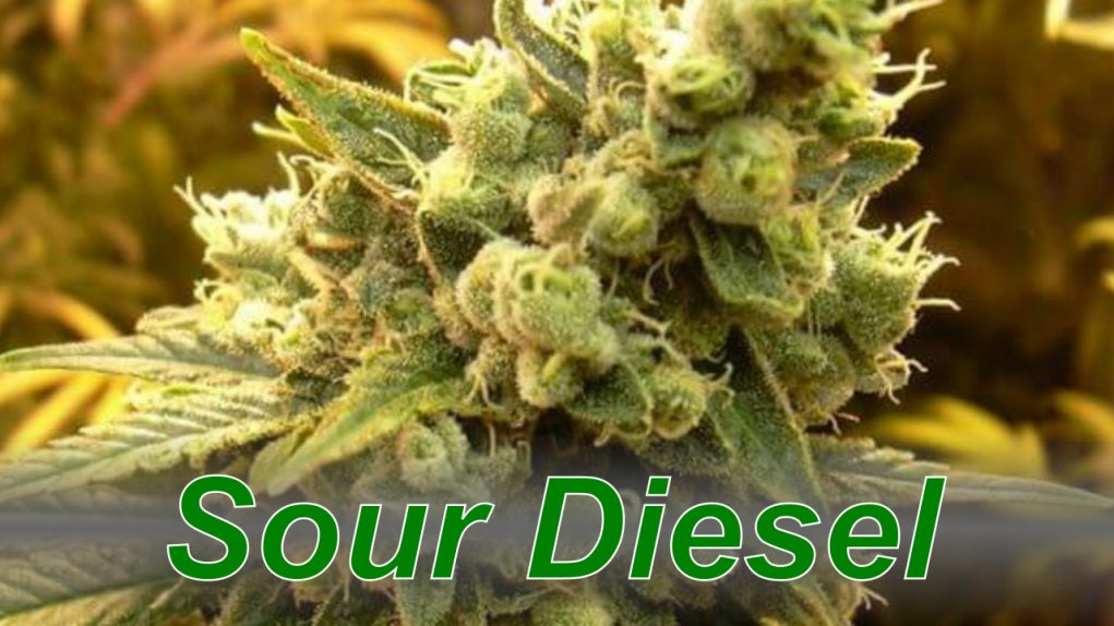 Sour_Diesel_cannabis_strain