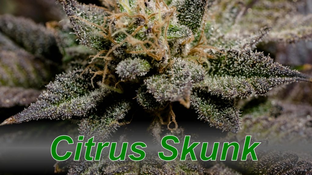 Citrus_Skunk_cannabis_strain