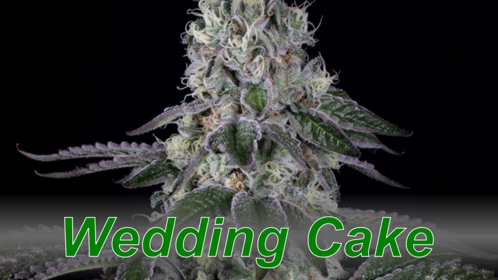 Wedding_Cake_cannabis_strain