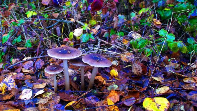 magic_mushrooms