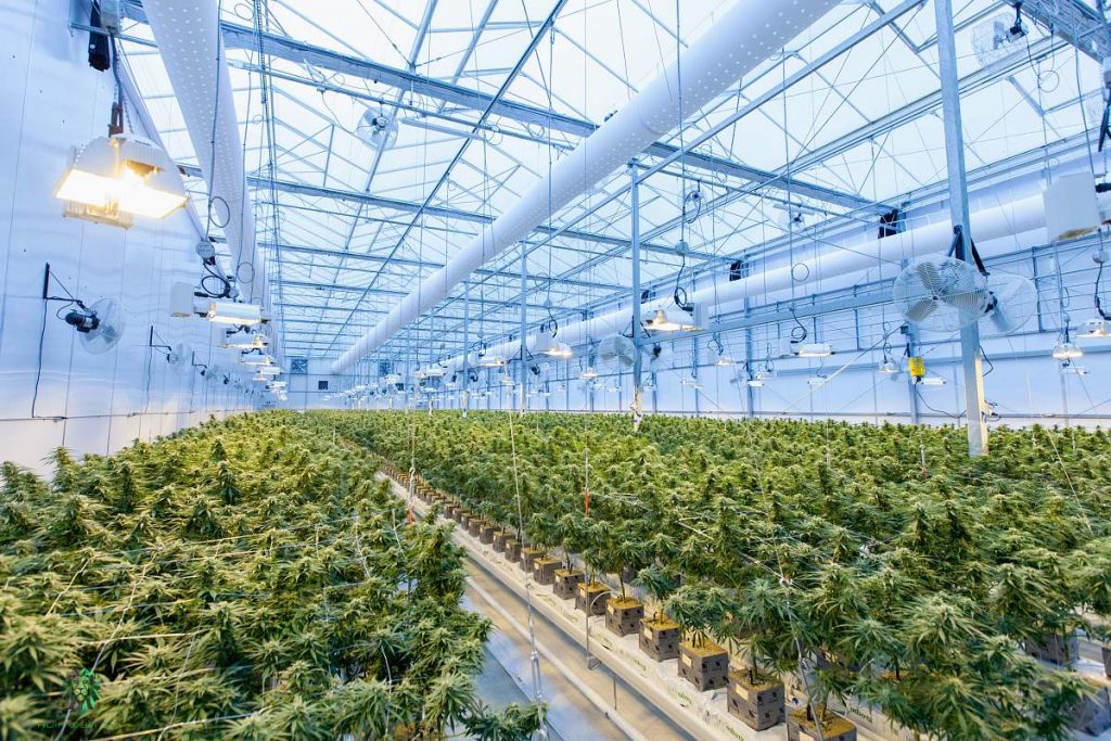 cannabis-greenhouse