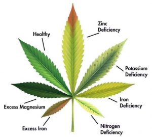 marijuana deficiency chart