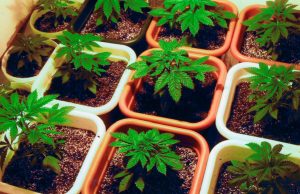 cannabis_potted_cultivation