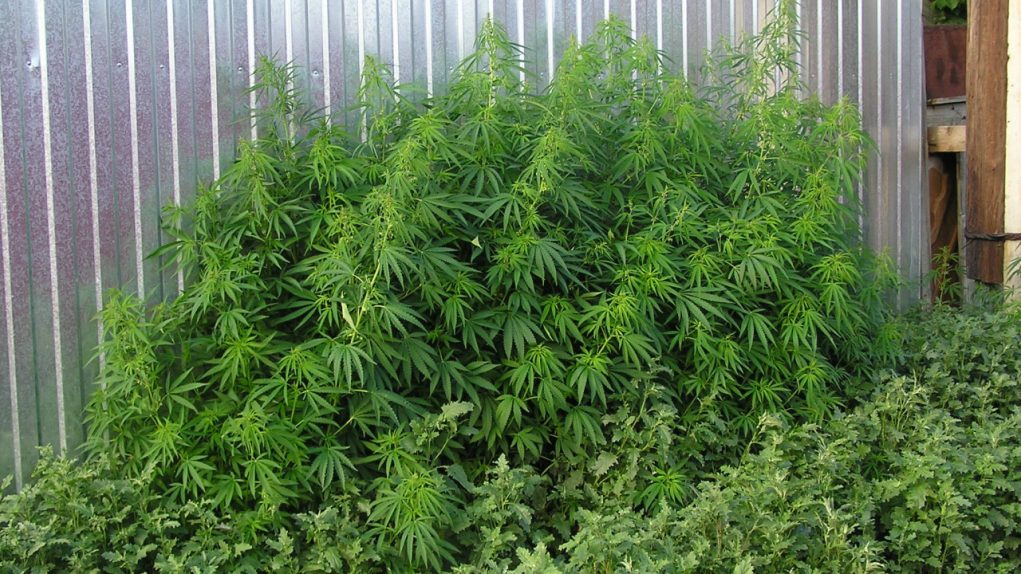 backyard-cannabis