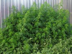 backyard-cannabis