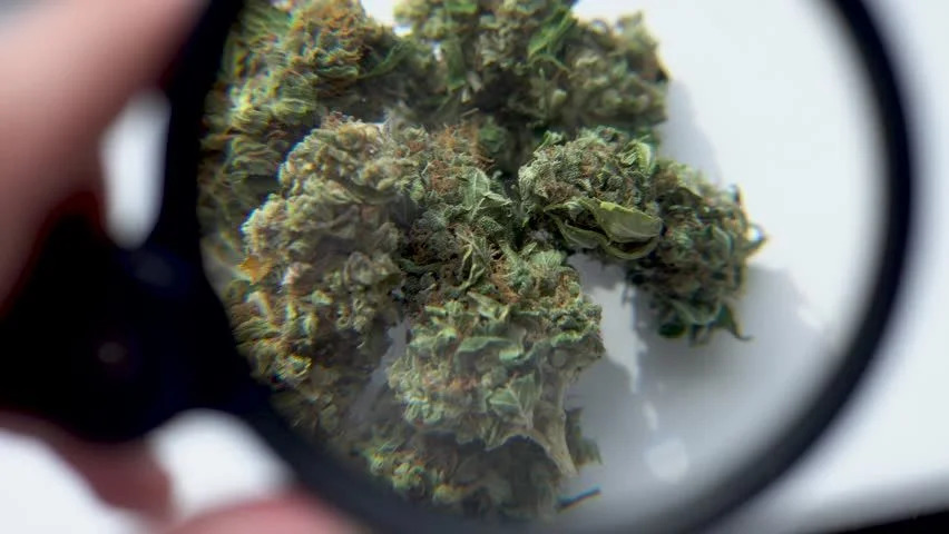 Magnified-cannabis