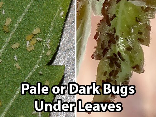cannabis-bugs-aphids