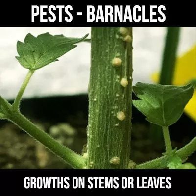 cannabis-bugs-barnacles