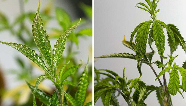 cannabis-bugs-broad-mites