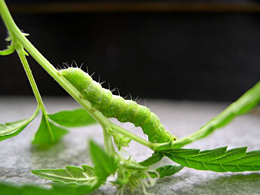 cannabis-bugs-caterpillar