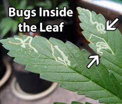 cannabis-bugs-leaf-miners