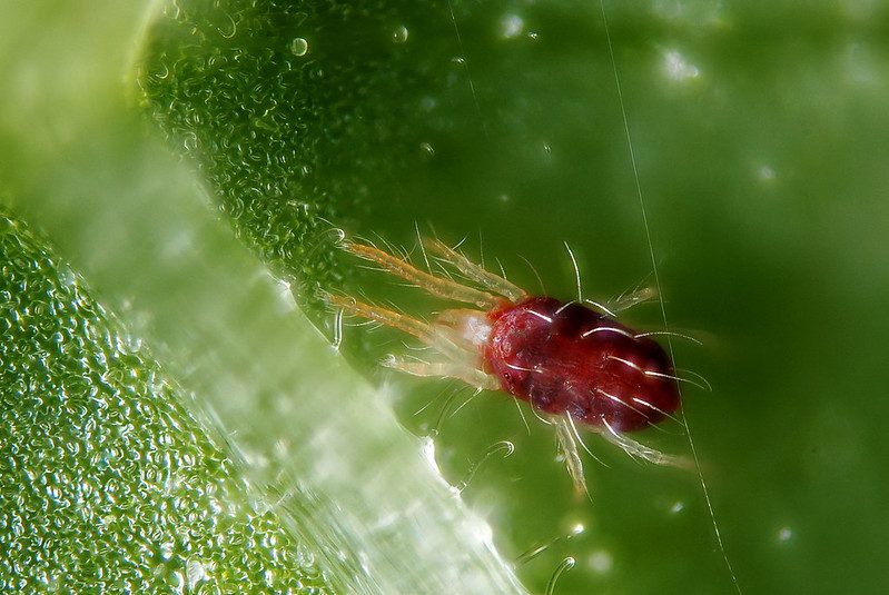cannabis-bugs-spider-mites