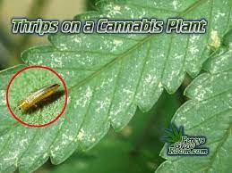 cannabis-bugs-thrips